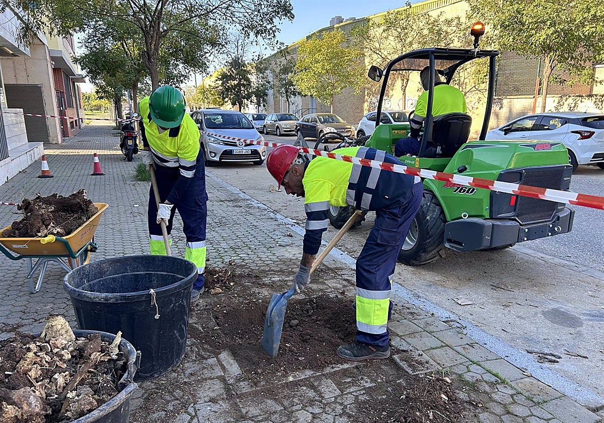 Imagen de una plantación de árboles en Sevilla