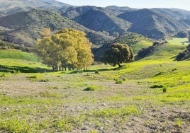 Coto de caza privado y once habitaciones: así es la espectacular finca de Sevilla que se vende por 9 millones de euros