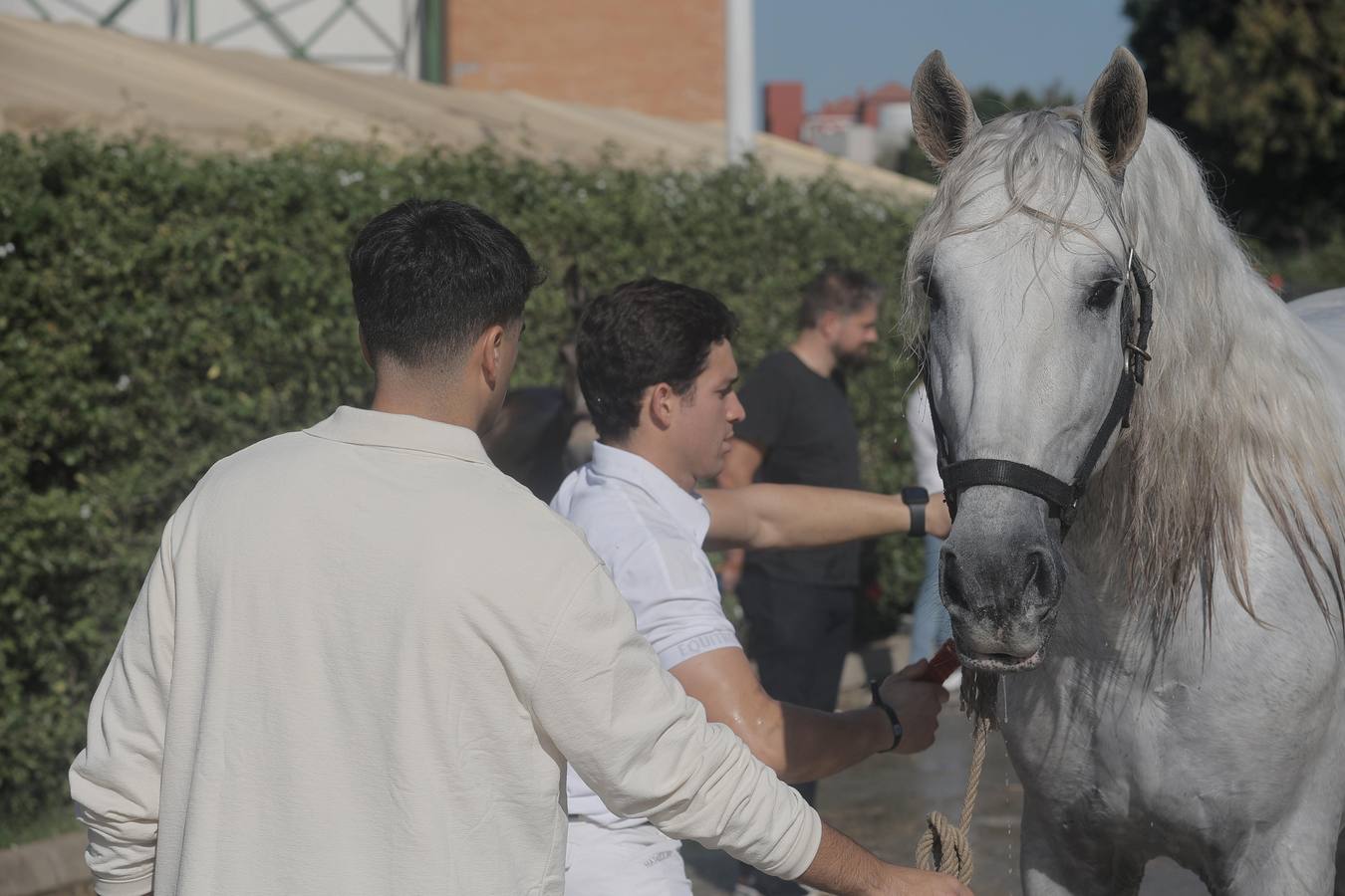 Durante la jornada previa se cuidan todos los detalles para que el Sicab 2024 sea un éxito