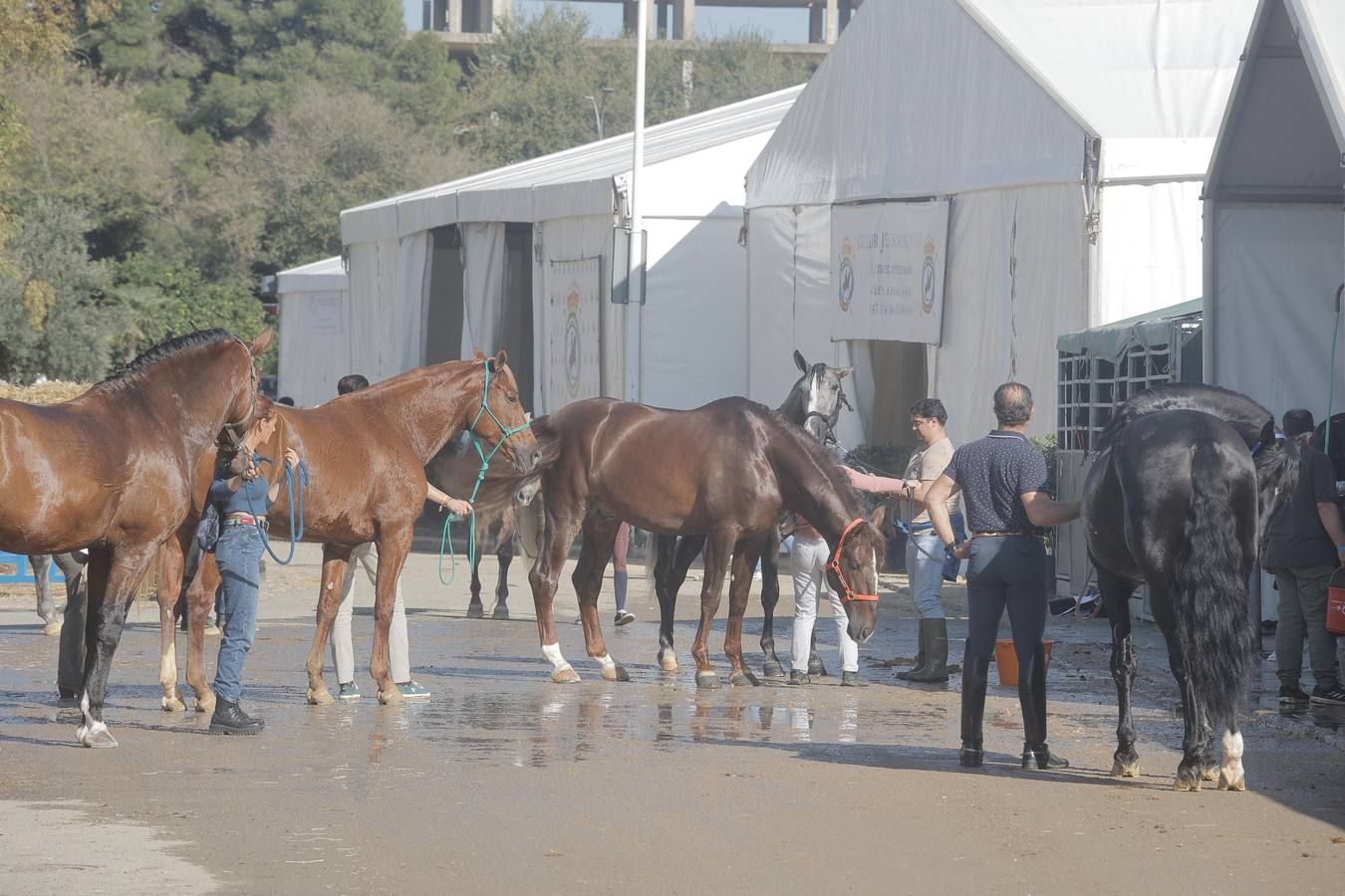 Durante la jornada previa se cuidan todos los detalles para que el Sicab 2024 sea un éxito