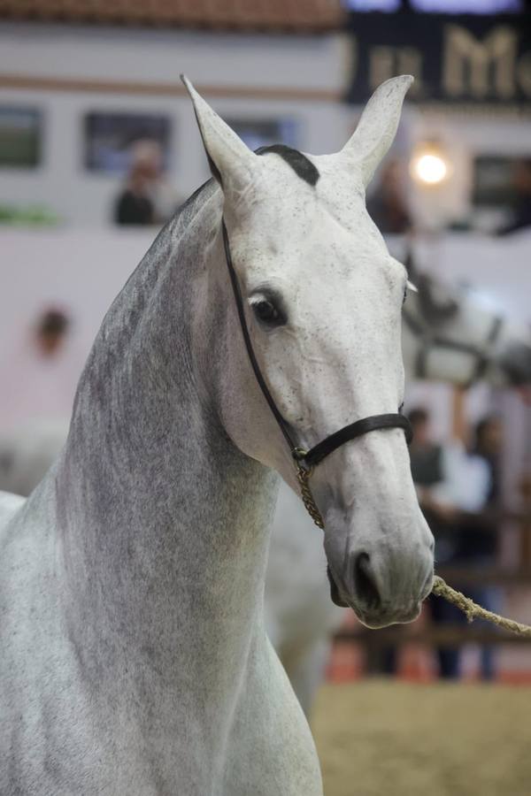 El Sicab se ha convertido en una cita obligada para los aficionados y profesionales del mundo del caballo