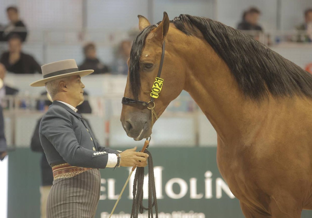 Los caballos de Pura Raza Española atraen a muchos aficionados a la pista todos los días