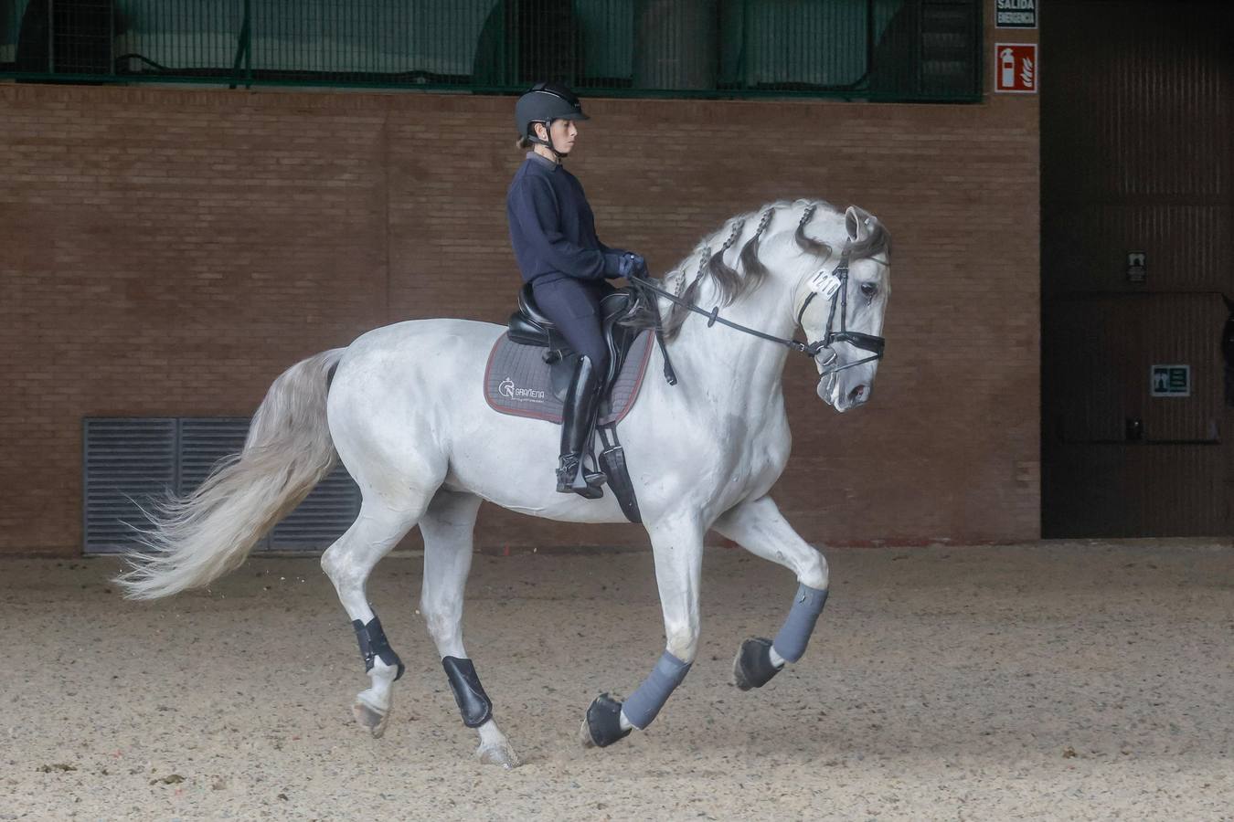 Durante la jornada del jueves en Fibes se pudieron contemplar magníficos ejemplares de caballos