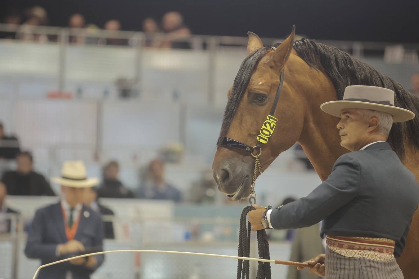 Durante la jornada del jueves en Fibes se pudieron contemplar magníficos ejemplares de caballos