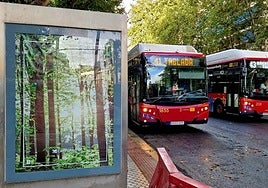 Estas son todas las líneas de los autobuses de Tussam que se ven afectadas por la Magna de Sevilla