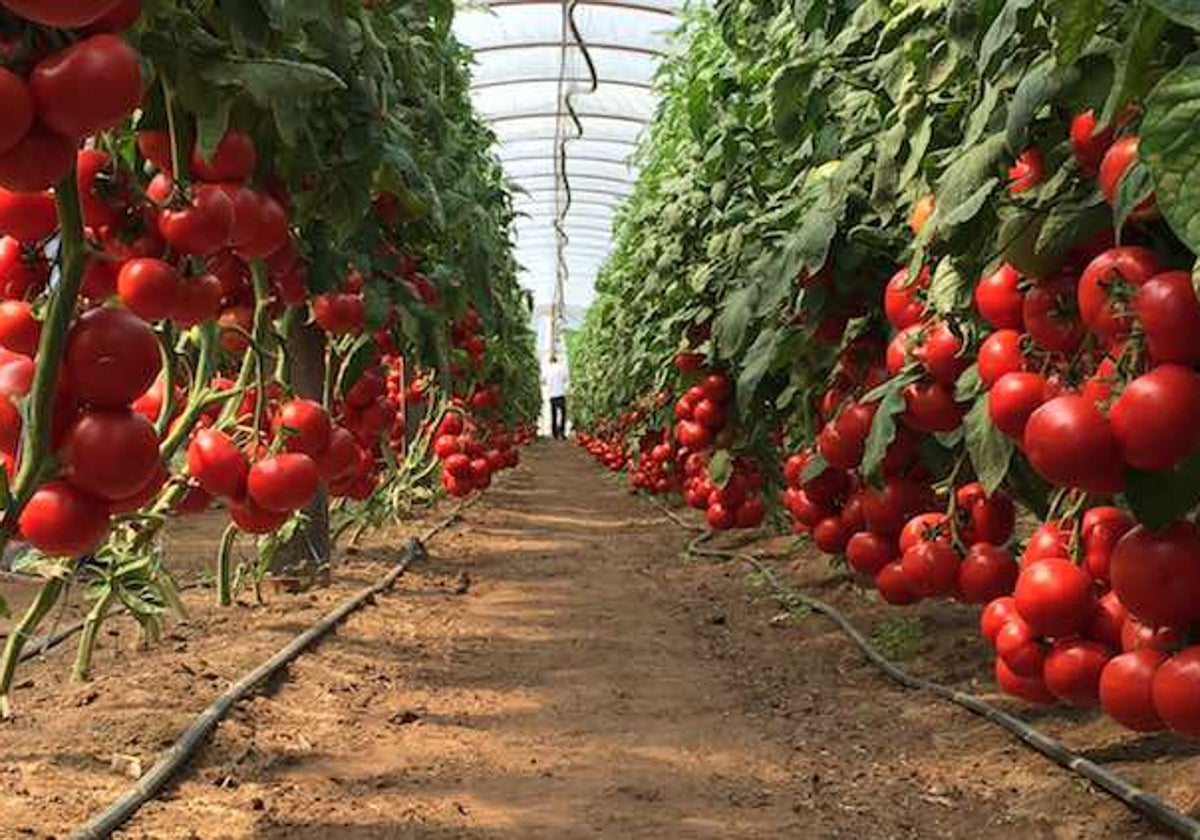 Invernadero de tomates