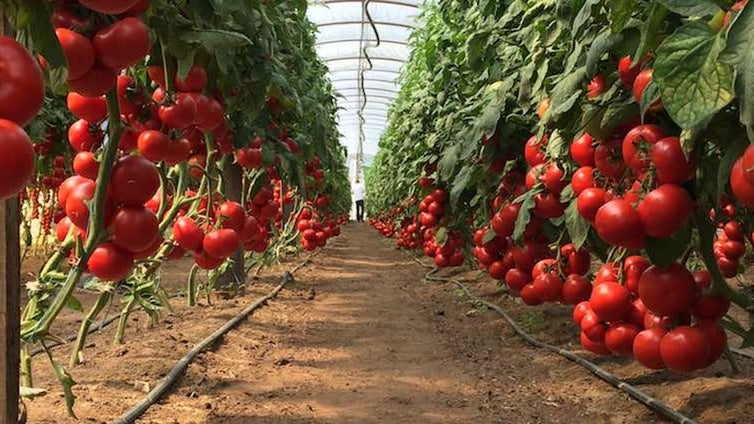 El control biológico, la gran revolución del 'agro' almeriense