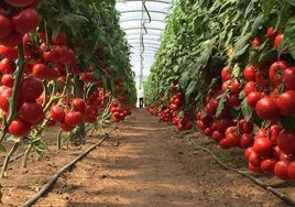 El control biológico, la gran revolución del 'agro' almeriense