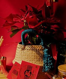 Imagen secundaria 2 - Dónde colocar la Flor de Pascua para que atraiga la suerte