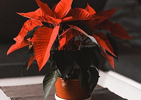 Imagen secundaria 1 - Dónde colocar la Flor de Pascua para que atraiga la suerte