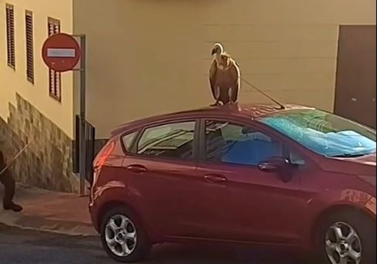 El buitre leonado encima del coche