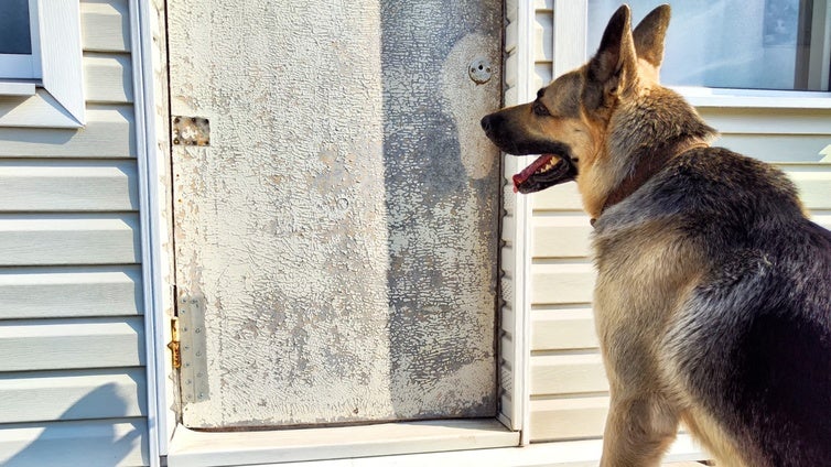 Condenan a un hombre a pagar 3.500 euros a sus vecinos por los ladridos de su perro: «Nadie está obligado a soportarlo»