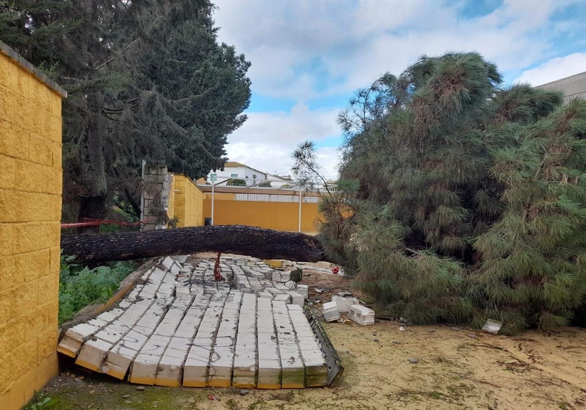 El temporal obliga a suspender las clases en un colegio de Guillena tras caer un árbol y derribar el muro del centro