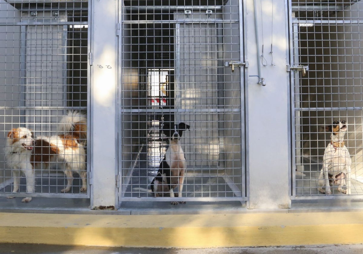 Imagen de las perreras del zoosanitario de Sevilla