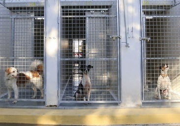 Sevilla tendrá un servicio de recogida de perros y gatos en 45 minutos