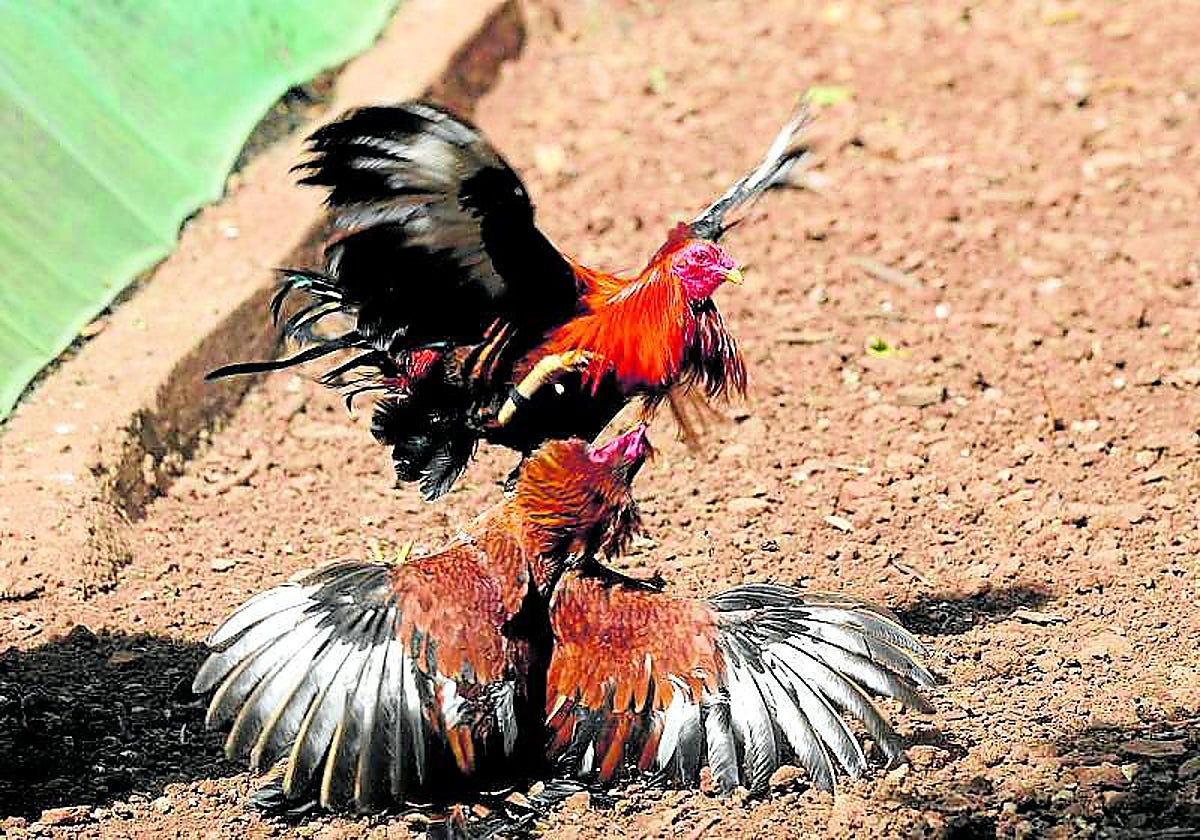 Imagen de archivo de unos gallos de pelea