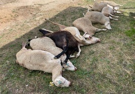 Una manada de lobos se escapa de un zoológico de Guillena y mata a medio centenar de ovejas por la provincia de Sevilla