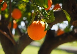 La parte de la naranja que los médicos recomiendan tomar y todos desechamos: «Es rica en magnesio y reduce el colesterol»