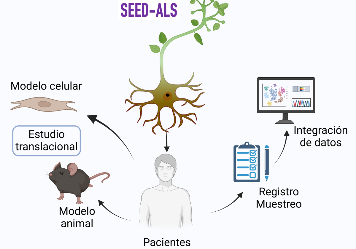 Esquema de investigación del proyecto SEED-ALS, que financiará el Instituto de Salud Carlos III