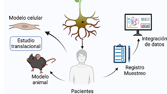 Carmen Paradas:  «Nadie está libre de desarrollar ELA y por eso esta investigación es tan importante»