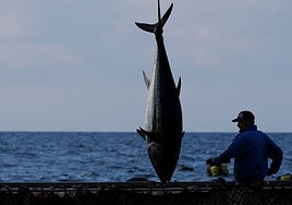 Pesca reparte las 6.783 toneladas de capturas de atún rojo de la temporada entre 816 buques y las almadrabas