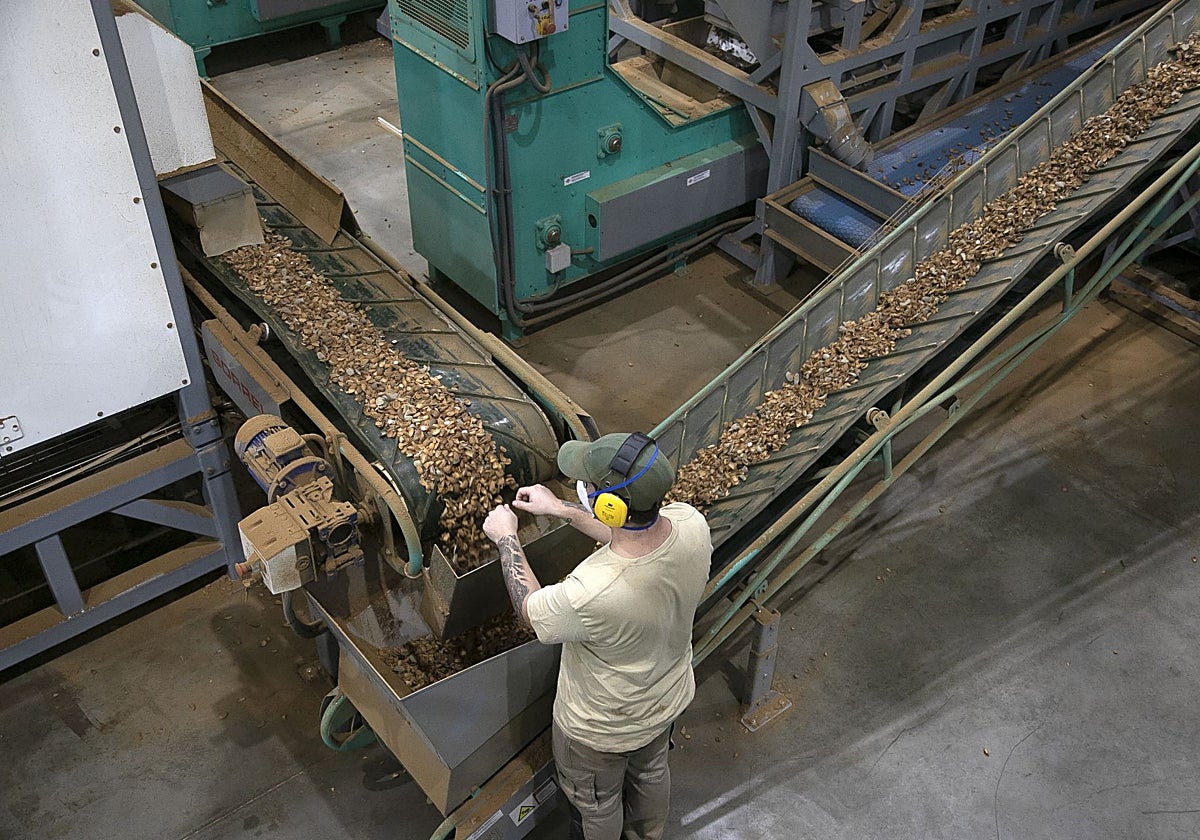 Planta de Dcoop para el procesado de almendra, producto con mercado abierto en Asia