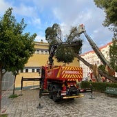 El árbol caído esta tarde sobre el ambulatorio de Pino Montano