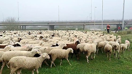 Más de 1.400 ovejas recorren la distancia entre Tablada y el río Pudio en el Aljarafe para visibilizar el pastoreo