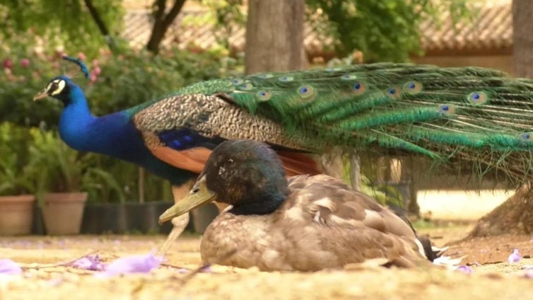 El Alcázar hará un inventario de pavos reales y patos y actuará contra la fauna invasiva