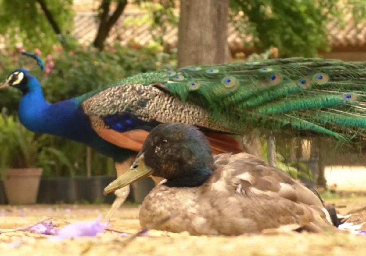 Un pavo real y un pato en el Alcázar de Sevilla