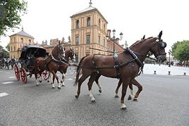 El XI Campeonato de España de Enganches de Tradición recorre el casco histórico de Sevilla