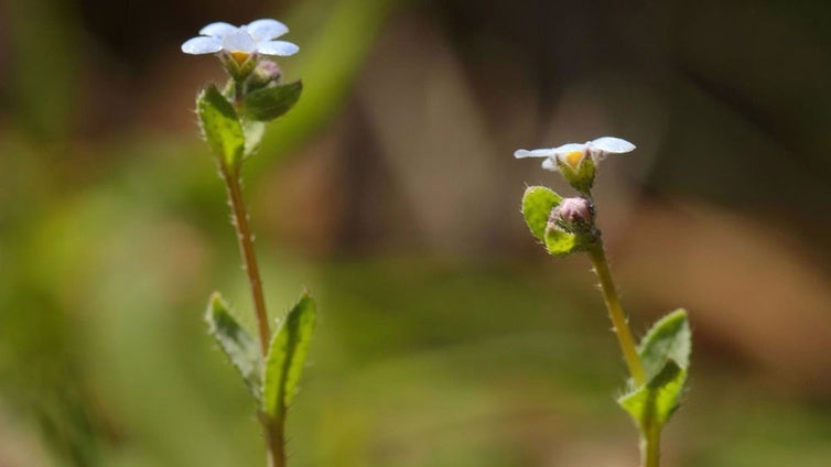 Las abundantes lluvias 'resucitan' la especie vegetal 'Nomevés' en Sevilla tras más de 40 años desaparecida