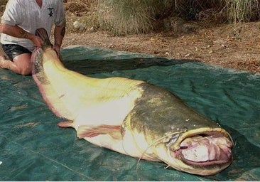 Pescadores de Sevilla alertan de una plaga de siluros en el Guadalquivir «capaces de devorar a un perro»