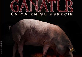 Constantina inaugura este jueves Ganatur, la muestra ganadera, agroalimentaria y turística de la Sierra Norte de Sevilla
