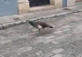 El curioso paseo matutino de unos pavos reales del Real Alcázar de Sevilla por el barrio de Santa Cruz