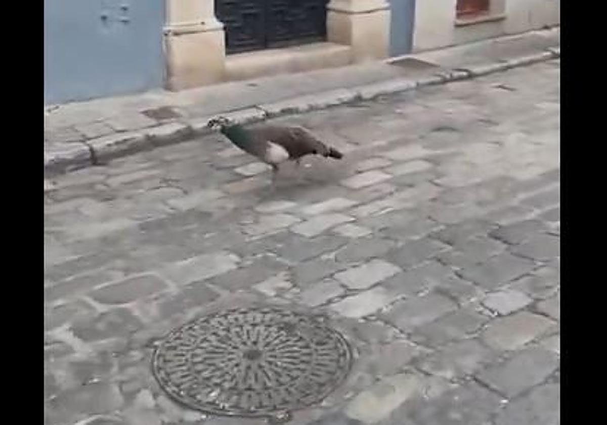 Imagen de un pavo real por el barrio de Santa Cruz