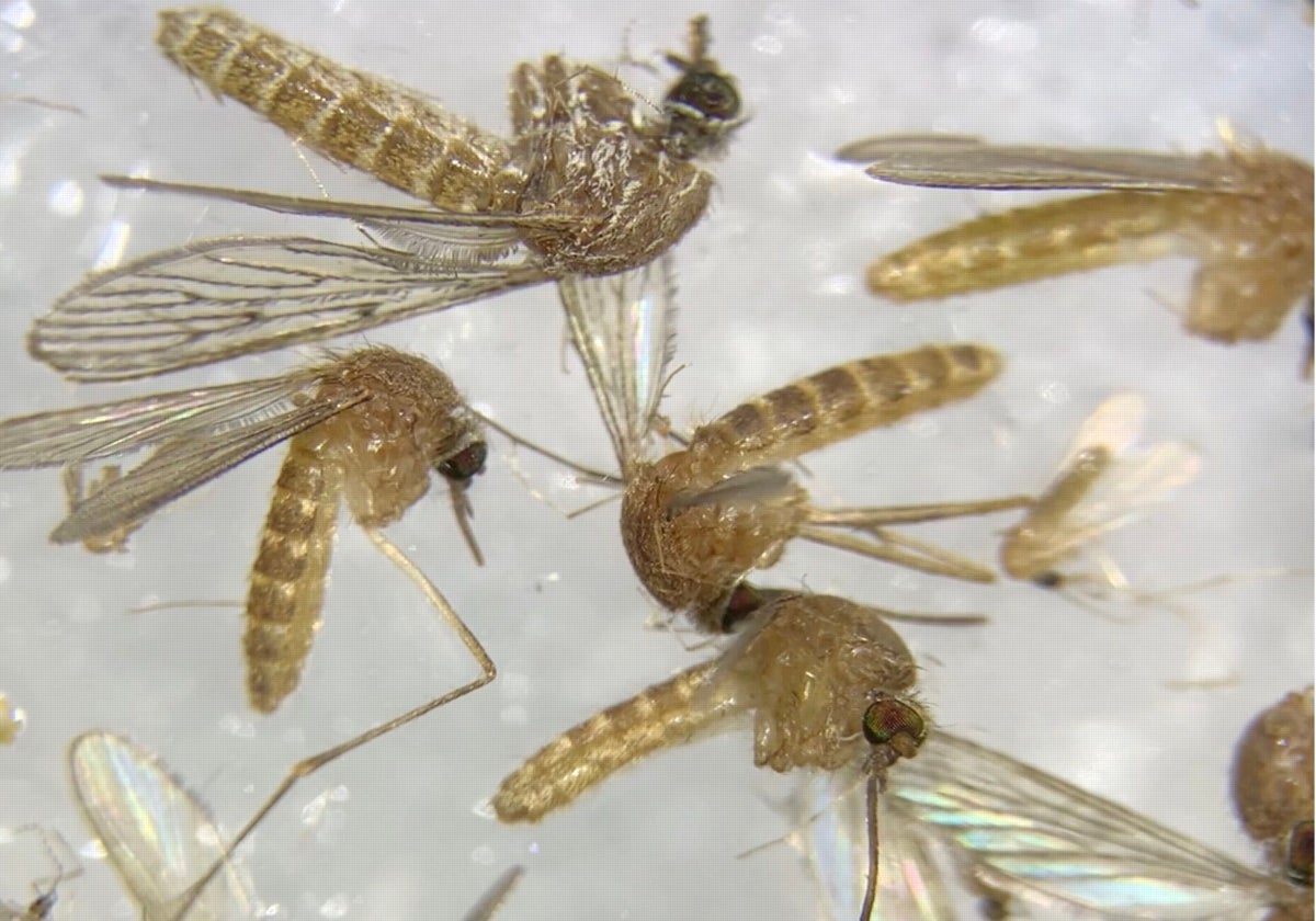 Mosquitos culex transmisores del virus del Nilo (VNO)