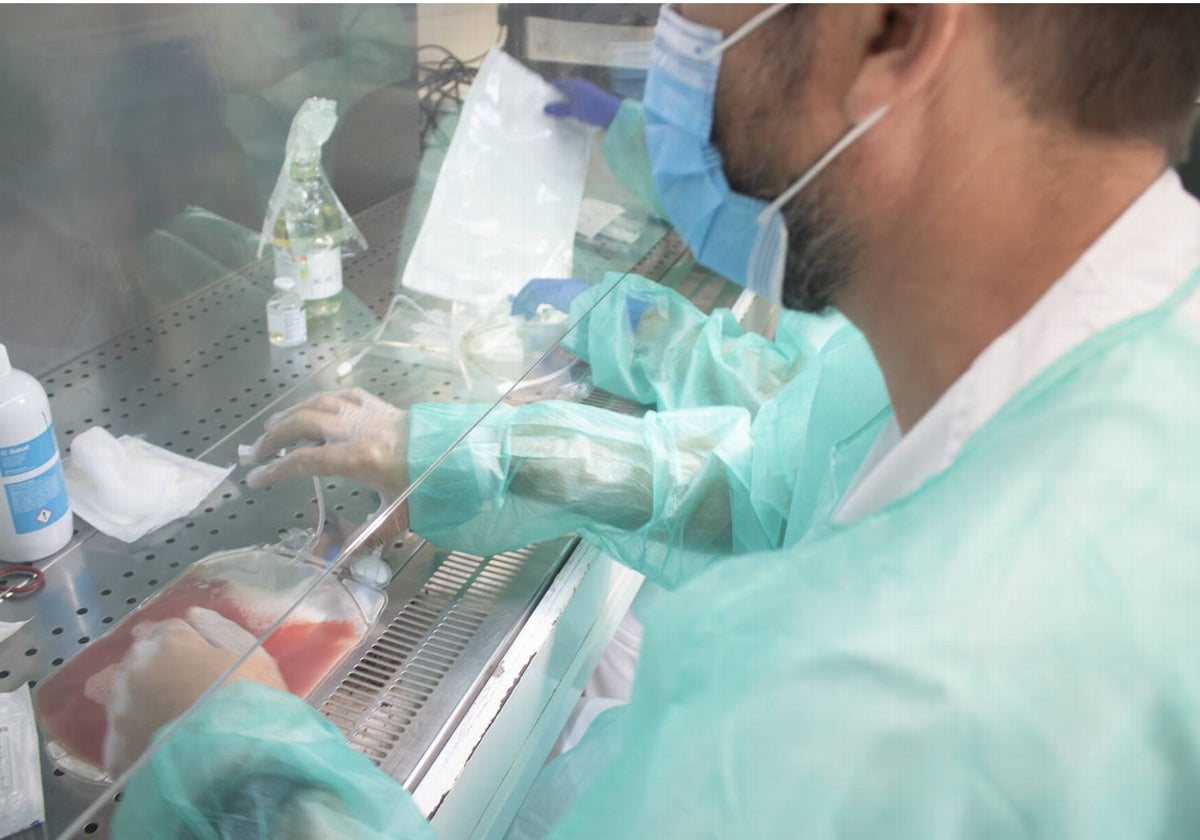 Preparación de un trasplante de médula en Hematología del Virgen del Rocío