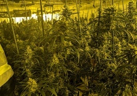 Una plantación de marihuana