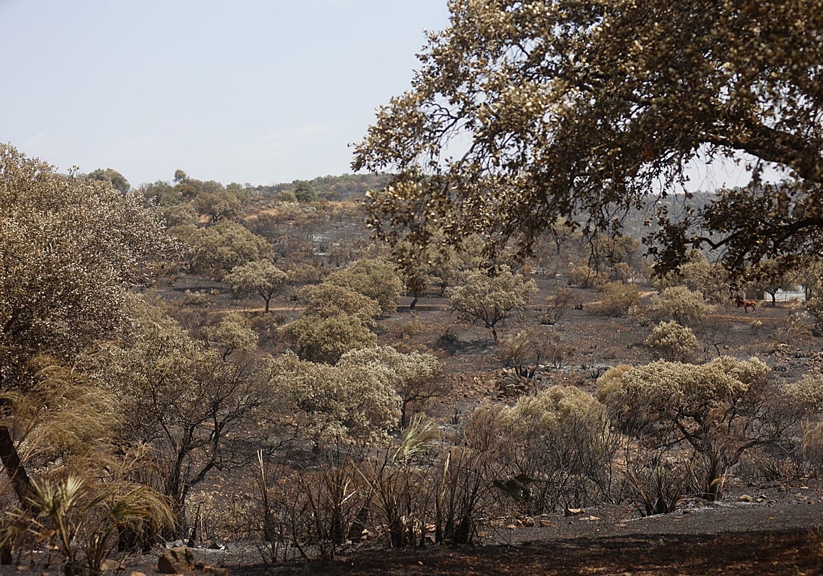 Estado en el que ha quedado la zona incendiada de Burguillos