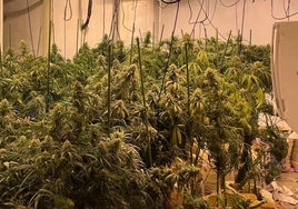 La Policía Nacional desmantela dos plantaciones de marihuana en las Tres Mil Viviendas de Sevilla
