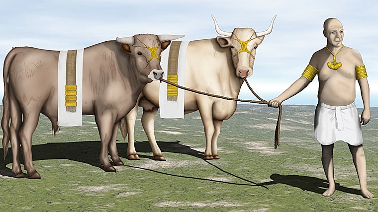 Recreación digital de la posible función del tesoro del Carambolo. El sacerdote portaría los brazaletes y el collar y los bueyes/toros los frontiles y las placas del llamado dorsuale (fajín). Imagen: Escacena Carrasco, J. L. y Amores Carredano, F. (2011): «Revestidos como Dios manda. El tesoro del Carambolo como ajuar de consagración»