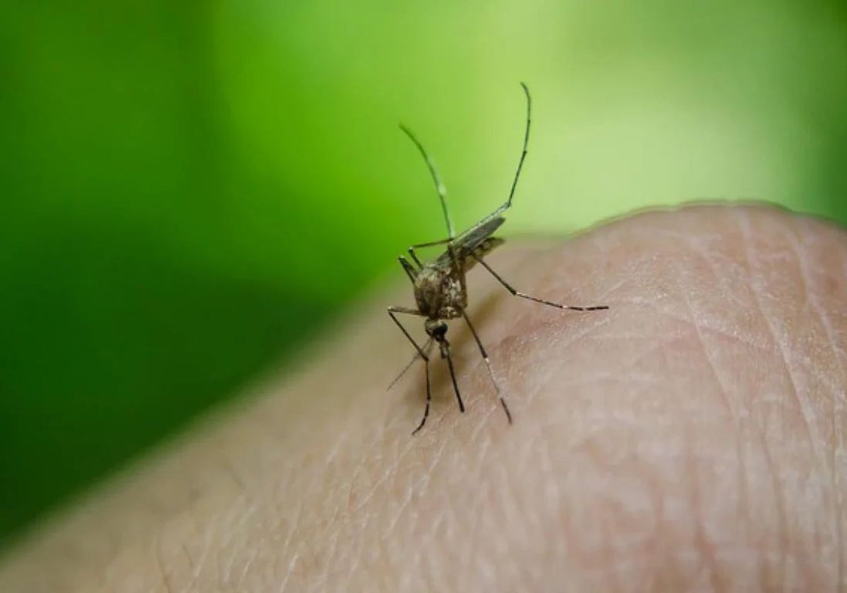 Mosquito transmisor del virus del Nilo