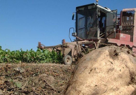 Los productores de remolacha avisan: «Si no se toman medidas, el cultivo desaparecerá en Andalucía»