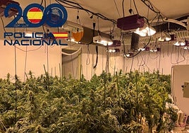 Los cortes de luz descienden un 47% con las redadas policiales contra la marihuana en Sevilla