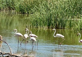 La Laguna de Fuente del Rey: la joya natural oculta de Dos Hermanas