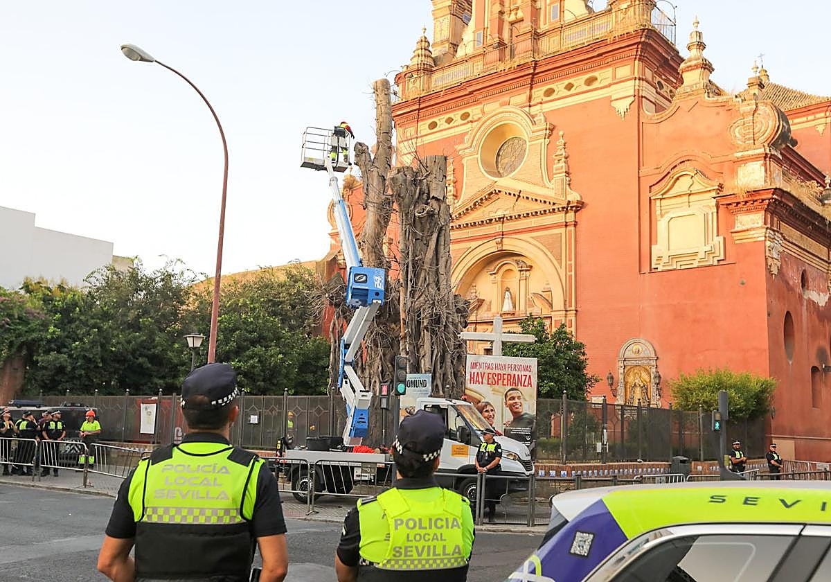 Operarios municipales retirando el tronco del ficus de San Jacinto