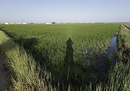La Diputación de Sevilla reforzará la fumigación aérea contra mosquitos en 567 parcelas de arroz
