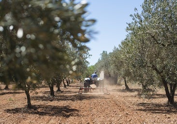 Andalucía destina más de 300 millones en ayudas para relevo generacional y modernización agrícola