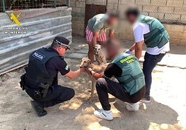 Roban y mutilan a dos galgos de competición de «elevado valor económico» en Sevilla